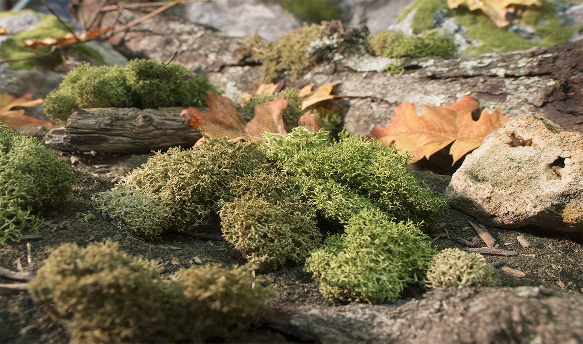 Summer Mix Lichen - Summer Mix represents drier Lichen seen during the summer or in climates with less moisture