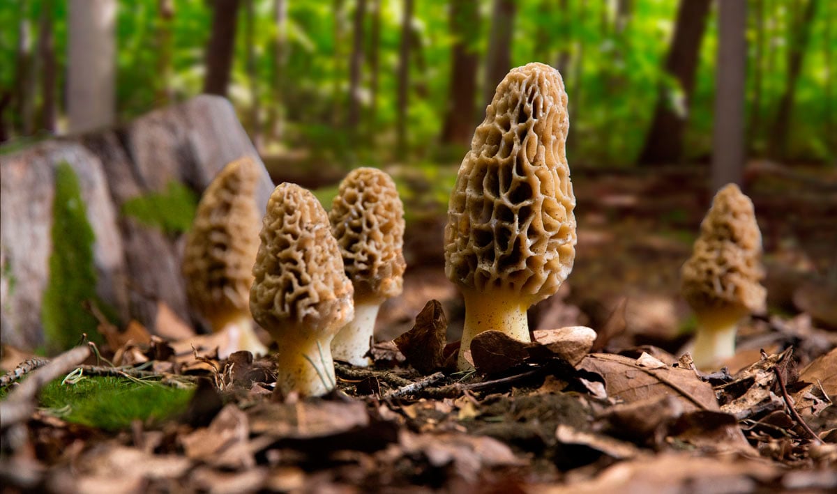 Morel Mushrooms - Enhance your spring turkey mount habitat with this economically priced set of Morel mushrooms