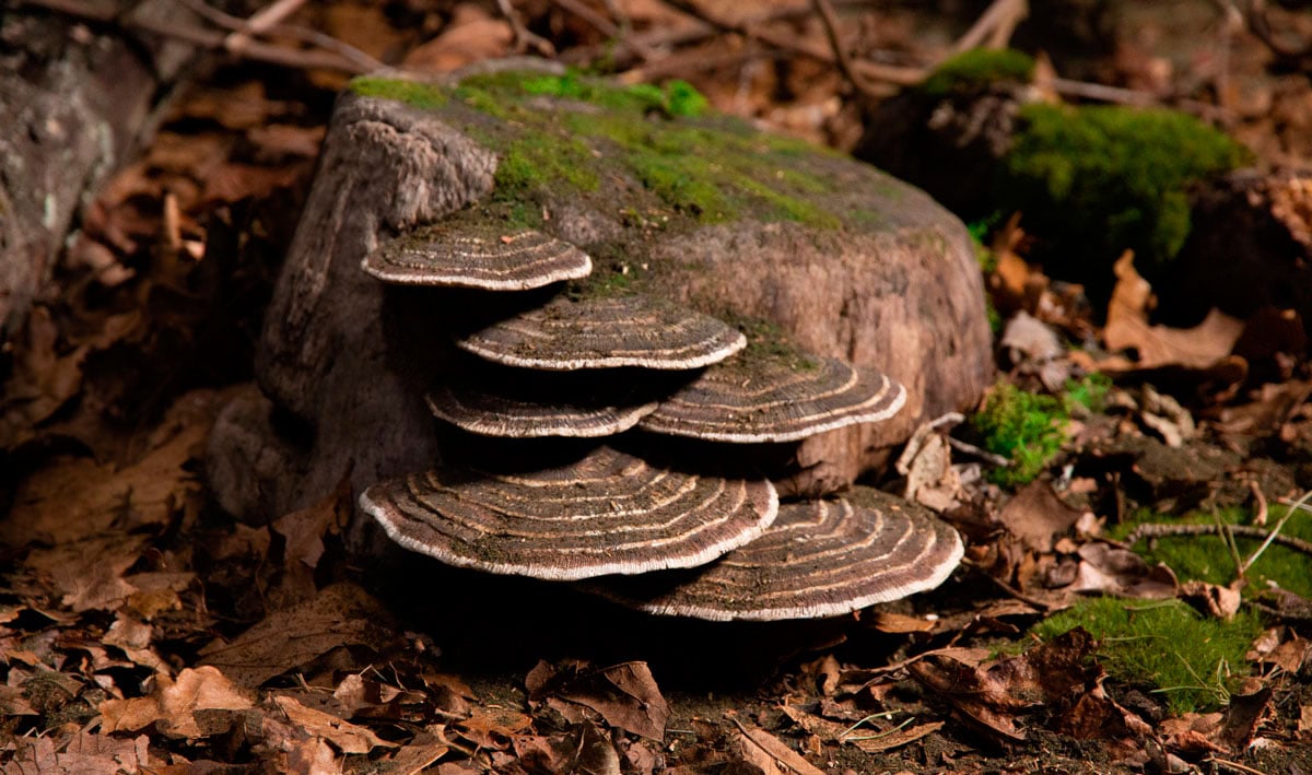Shelf Mushrooms - Add Shelf Mushrooms to trees and logs on your habitat