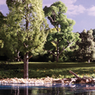 Woodland Classics®
